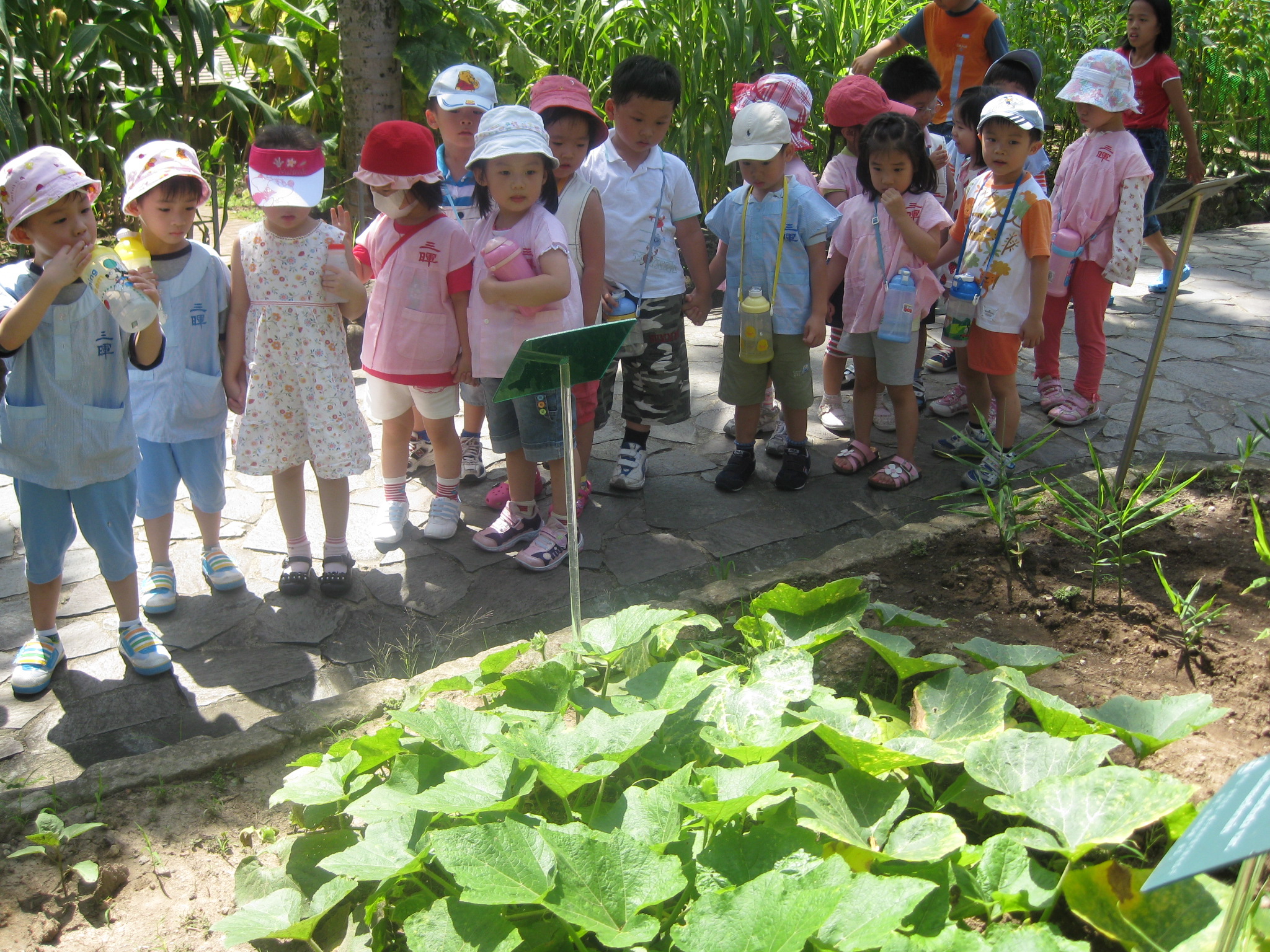 孩子們圍著菜園的南瓜葉觀察植物